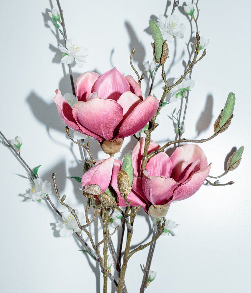 Magnolia.jpg