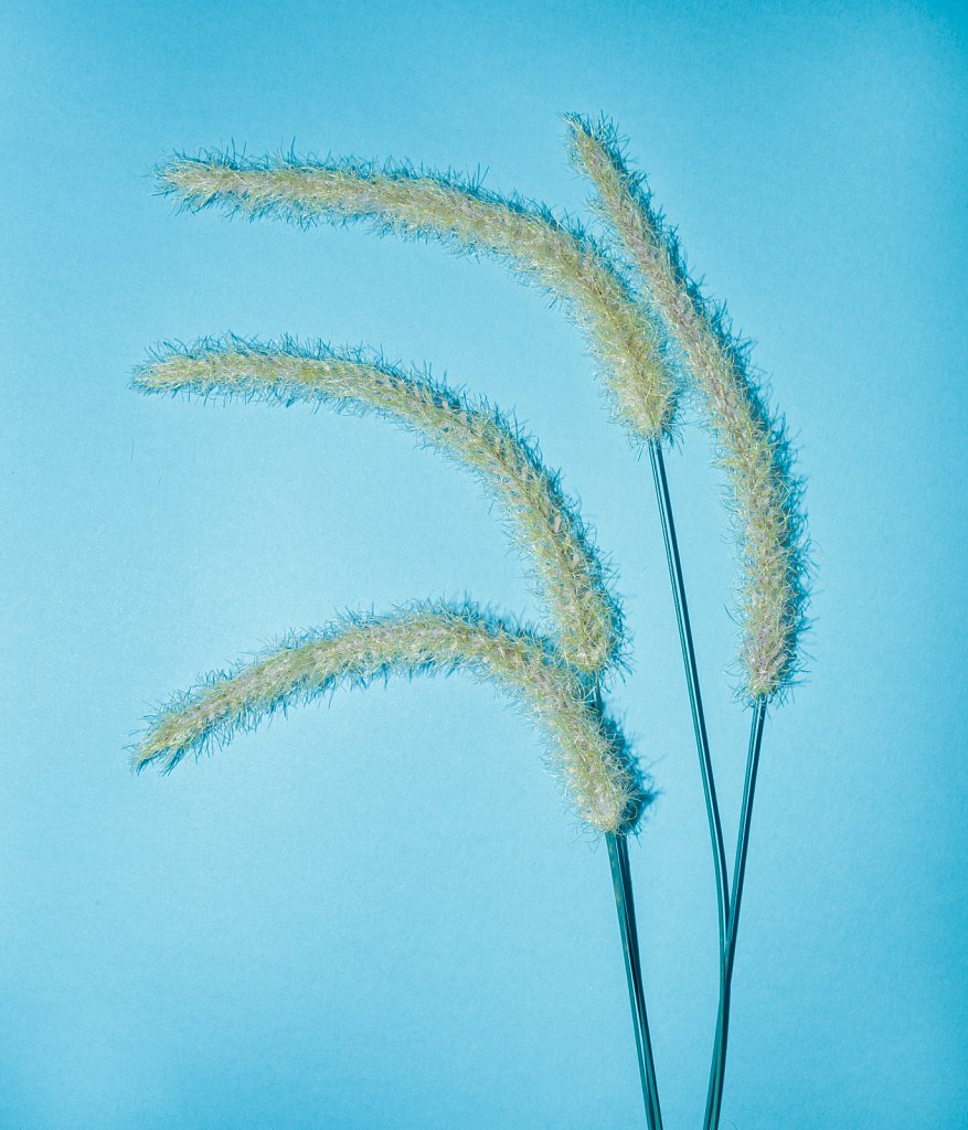 Calamagrostis.jpg
