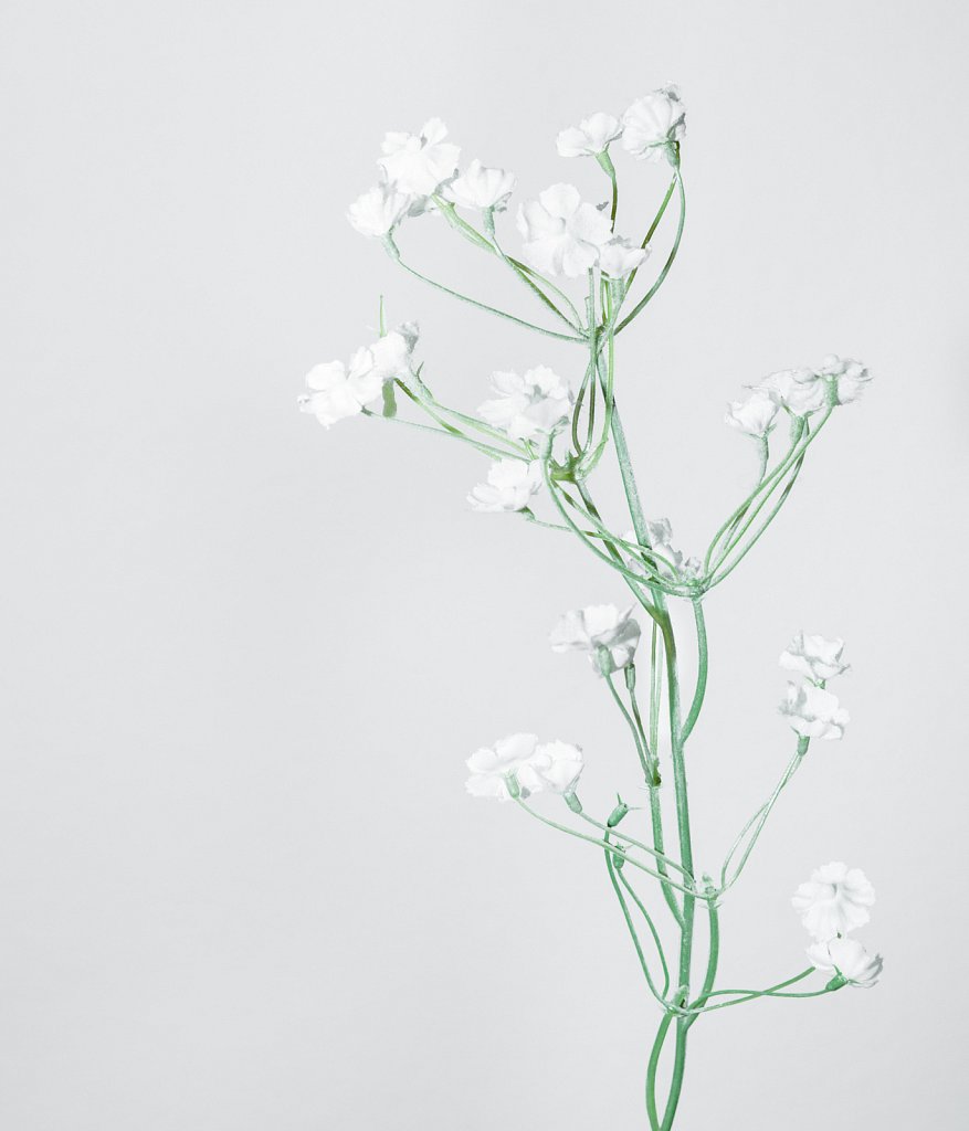 Silene-coronaria-alba.jpg