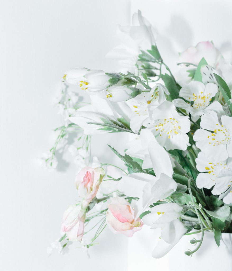 Pelargonium.jpg